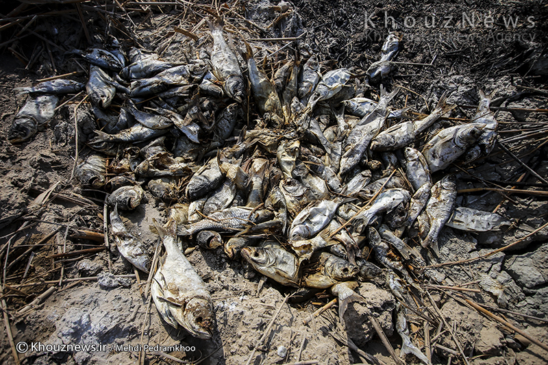 6 هزار هکتار مزرعه پرورش ماهی در خرمشهر از بین رفت
