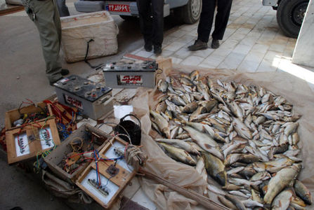 شوک الکتریکی غیر انسانی ترین روش صید / خوردن ماهی برق گرفته چه حکمی دارد؟