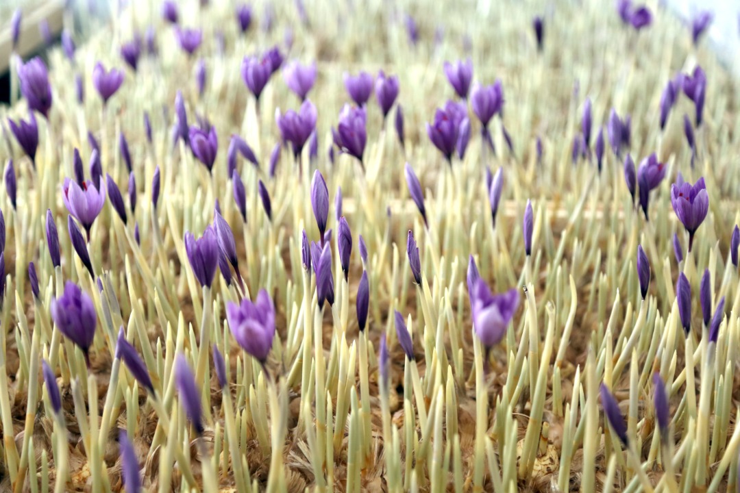 هویزه را قطب کشت زعفران خوزستان می کنیم هویزه را قطب کشت زعفران خوزستان می کنیم