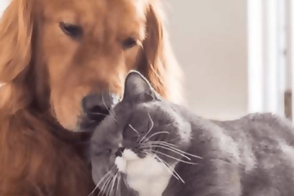 سگ و گربه در کنار هم