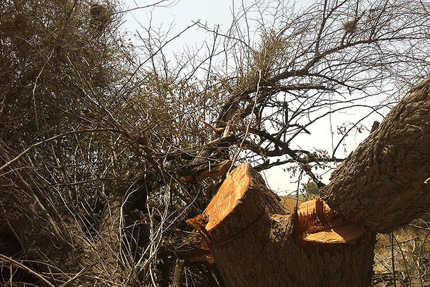 عکس/ قطع گسترده درختان بلوط در منطقه حفاظت شده شیمبار شهرستان اندیکا