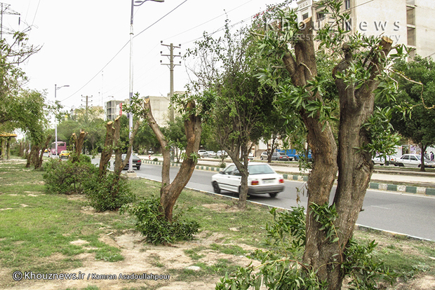 تصاویر / قطع و هرس درختان قبل از نوروز در اهواز