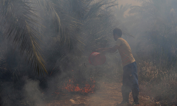 تصاویر / آتش در نخلستان مقیطیعه آبادان