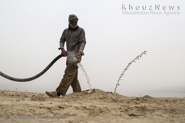 تصاویر / بازدید قائم مقام اداره کل منابع طبیعی و آبخیزداری خوزستان از طرح مهار کانون های بحرانی ریزگردها