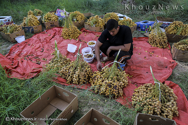 تصاویر / برداشت خرما در روستای ابو دبس شهرستان کارون