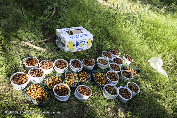 تصاویر / برداشت خرما در روستای ابو دبس شهرستان کارون