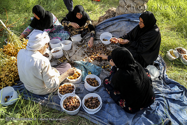 تصاویر / برداشت خرما در روستای ابو دبس شهرستان کارون
