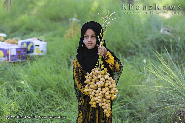 تصاویر / برداشت خرما در روستای ابو دبس شهرستان کارون