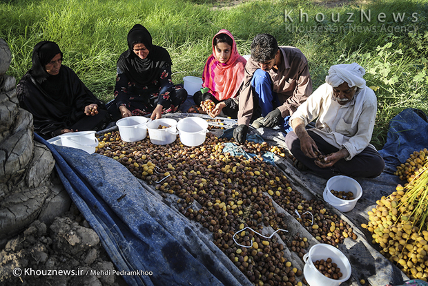 تصاویر / برداشت خرما در روستای ابو دبس شهرستان کارون