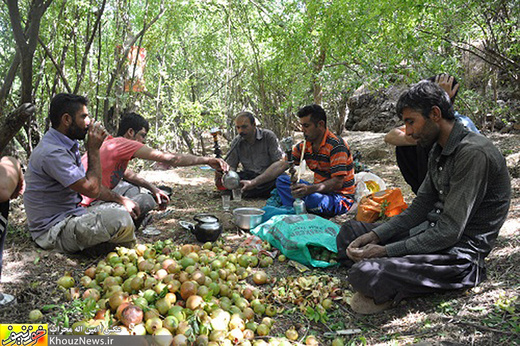 تصاویر/ برداشت انار در روستای گردشگری نورآباد دزفول