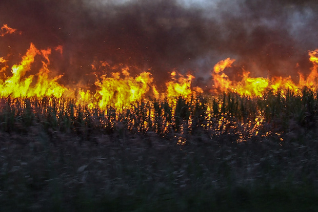 همه چیز درباره سوزاندن مزارع نیشکر؛ از مزارع «لوییزیانا» تا «خوزستان»