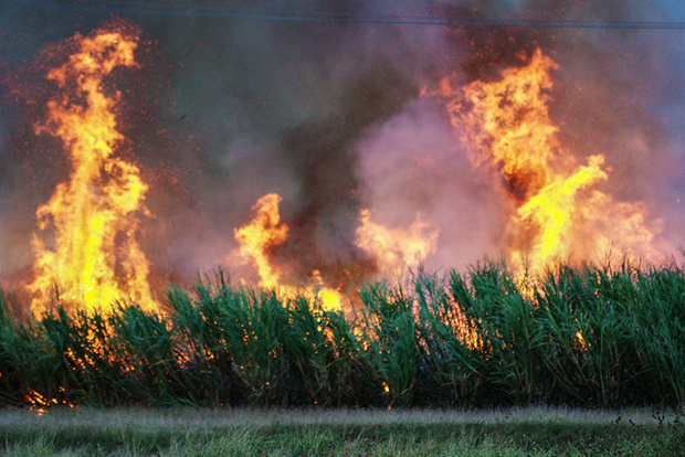 همه چیز درباره سوزاندن مزارع نیشکر؛ از مزارع «لوییزیانا» تا «خوزستان»