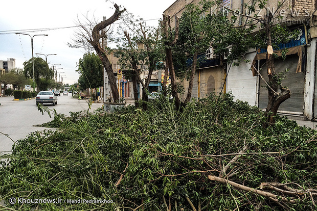 تصاویر / هرس غیر اصولی درختان اهواز