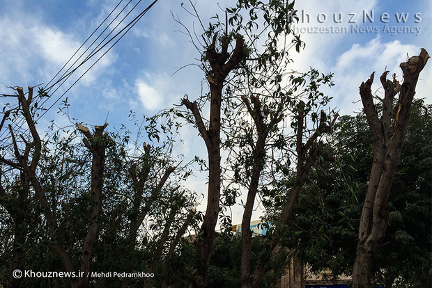 تصاویر / هرس غیر اصولی درختان اهواز