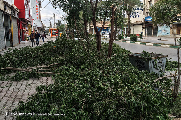 تصاویر / هرس غیر اصولی درختان اهواز