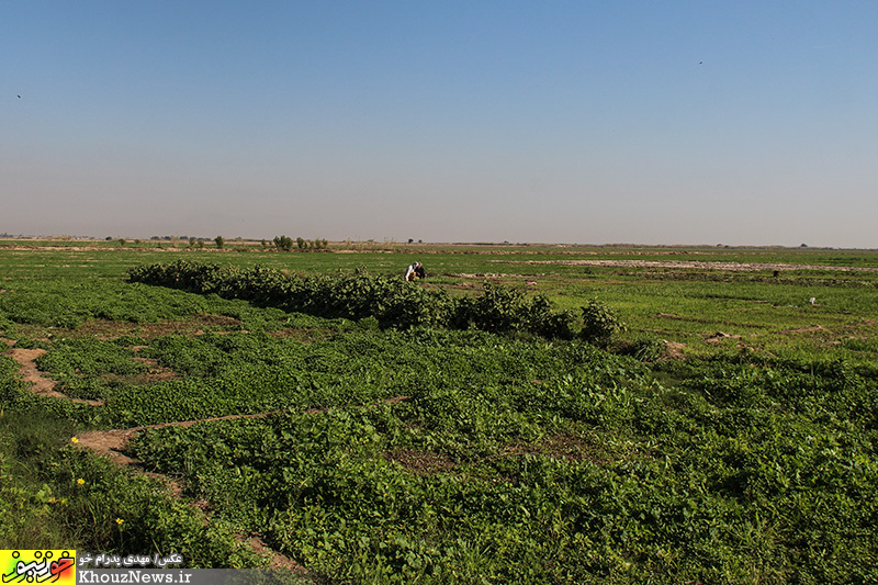 اجرای قانون تمرکز، درمان دردهای بیشمار کشاورزان خوزستان